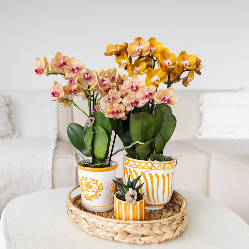 Orchidées Kolibri | Orchidée Phalaenopsis orange en pot de 9 cm de diamètre | Jamaïque | Plante d'intérieur fleurie - fraîchement cueillie