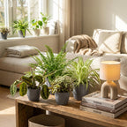 Green boutiQ - Kamerplant - Chlorophytum - Maranta - Calissia - Nephrolepsis - Mix van 4 - Huisdiervriendelijke Planten - Groen - 4 Planten - met Potter Grijs - Pot 12cm - Hoogte 25cm