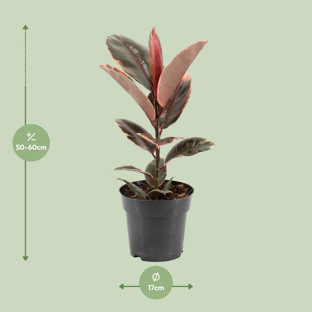 Ficus Elastica Belize - Ø17cm - ↕55cm