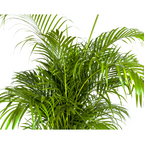 Dypsis Areca lutescens Ø27cm - ↕150 - 170cm