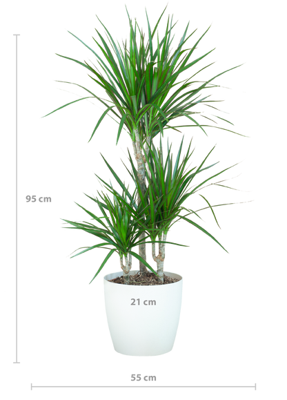 Dracaena Marginata met Viber wit - 95cm - Ø21