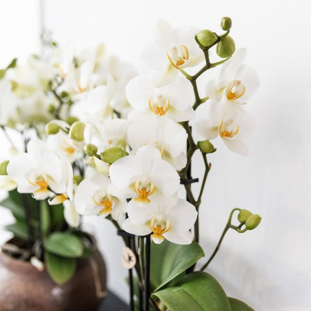 Orchidées Kolibri | Orchidée phalaenopsis blanche, pot de 9 cm de diamètre | Lausanne | Plante d'intérieur fleurie - fraîchement cueillie