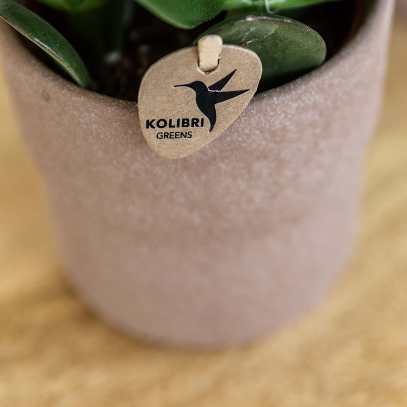 Kolibri Orchids | Set van orchidee Bolzano en succulenten in keramieken sierpotten - potmaat Ø9cm & Ø6cm | bloeiende kamerplant - vers van de kweker