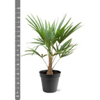 Trachycarpus Fortunei – 90–100 cm – Ø21