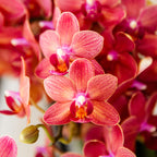 Kolibri Orchids | rode Phalaenopsis orchidee potmaat Ø9cm |  Congo | bloeiende kamerplant - vers van de kweker