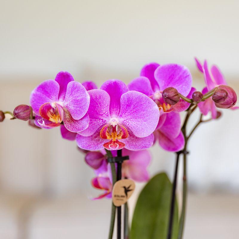 Orchidées Kolibri | Orchidée phalaenopsis rose-violette, pot de 9 cm de diamètre | Frederikstad | Plante d'intérieur fleurie - fraîchement cueillie