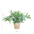 Phlebodium Aureum 'Blue Star' mit Korb Sofia natur - 40cm - Ø17