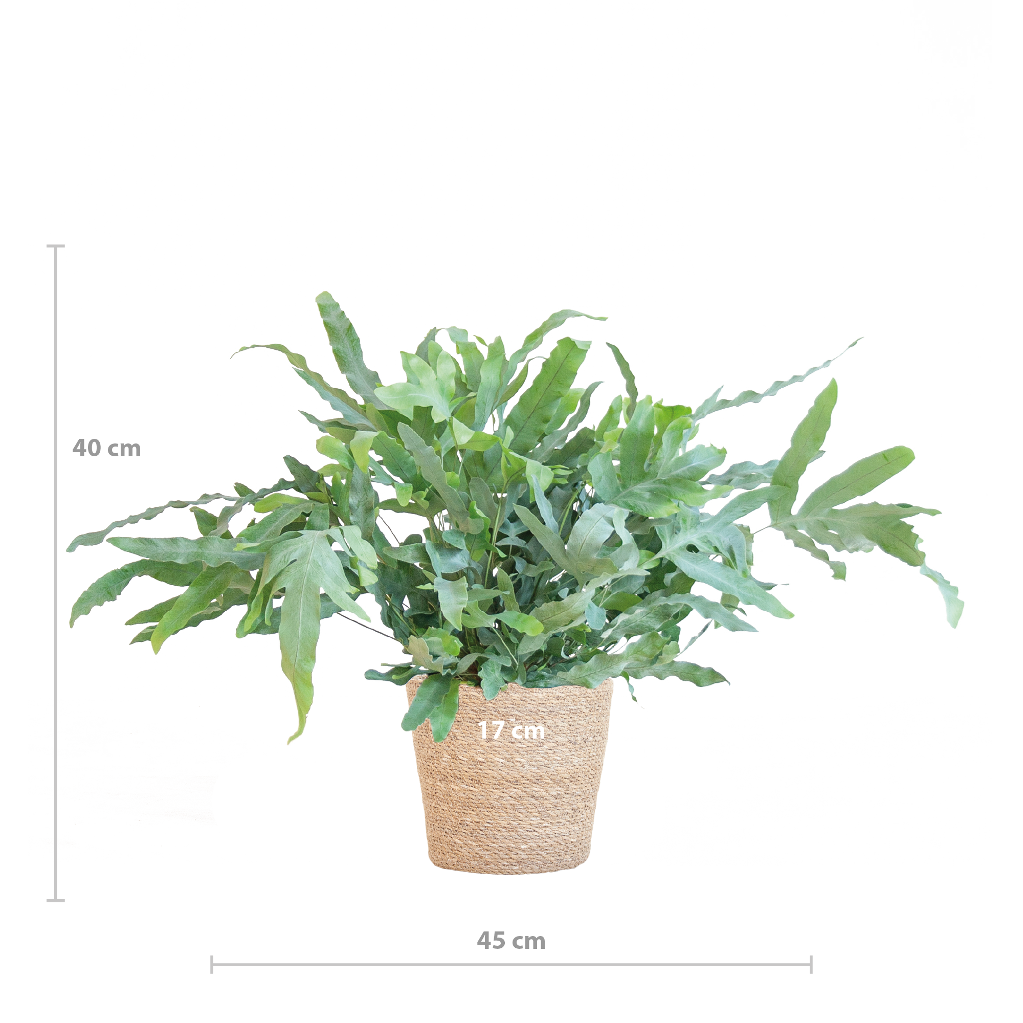 Phlebodium Aureum 'Blue Star' met Mand Sofia naturel - 40cm - Ø17