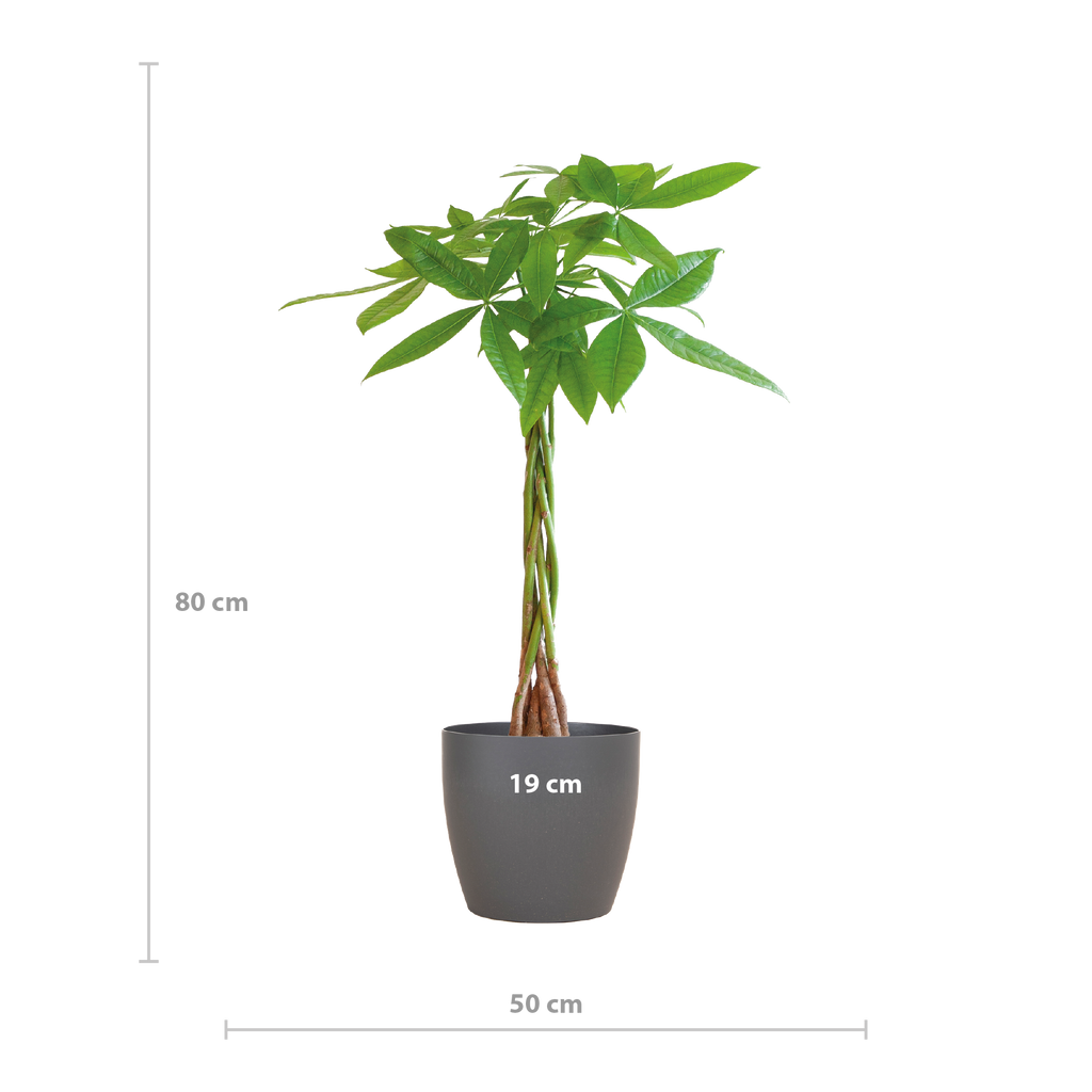 Pachira Aquatica met Viber grijs - 80cm - Ø21