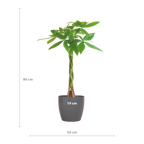 Pachira Aquatica met Viber grijs - 80cm - Ø21