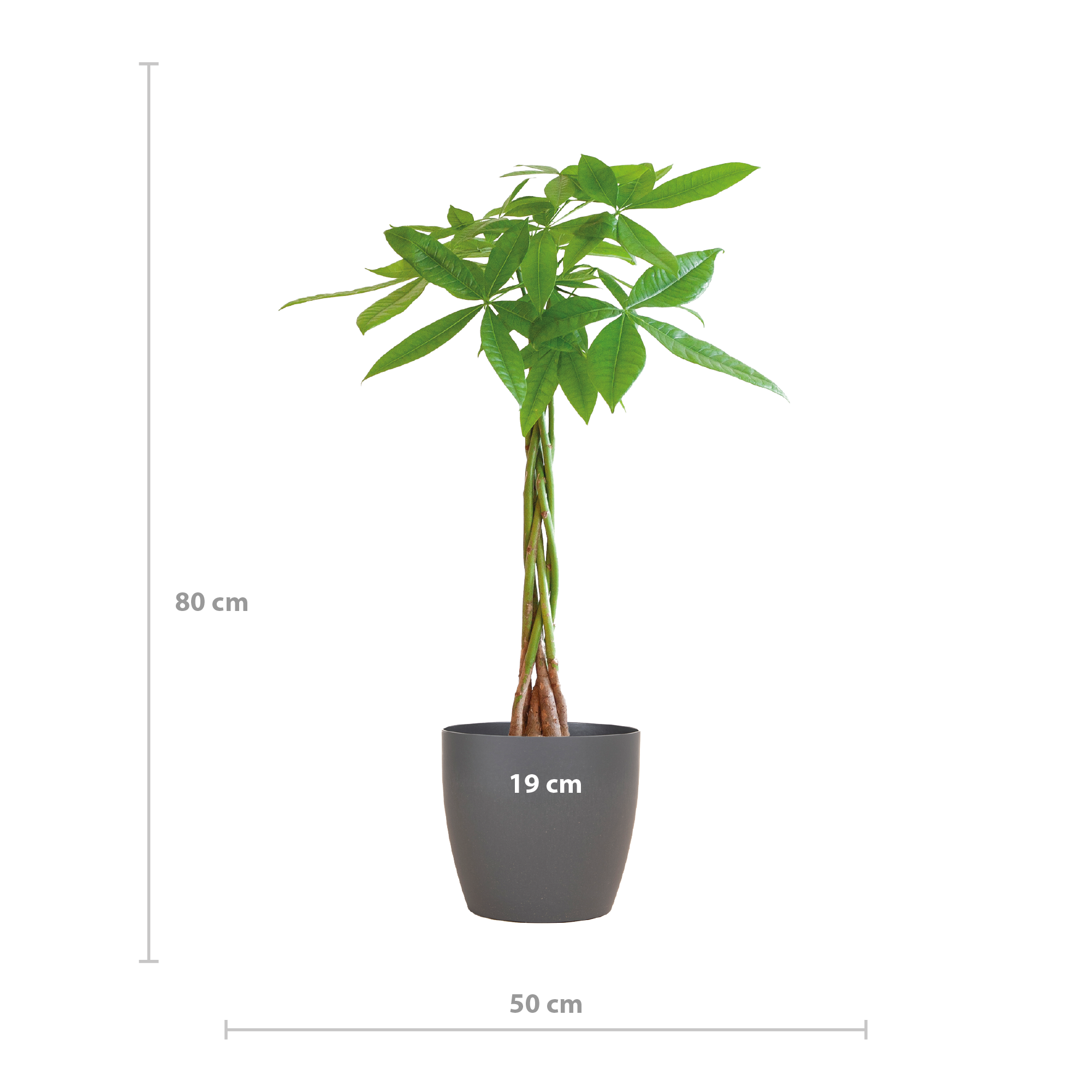 Pachira Aquatica met Viber grijs - 80cm - Ø21