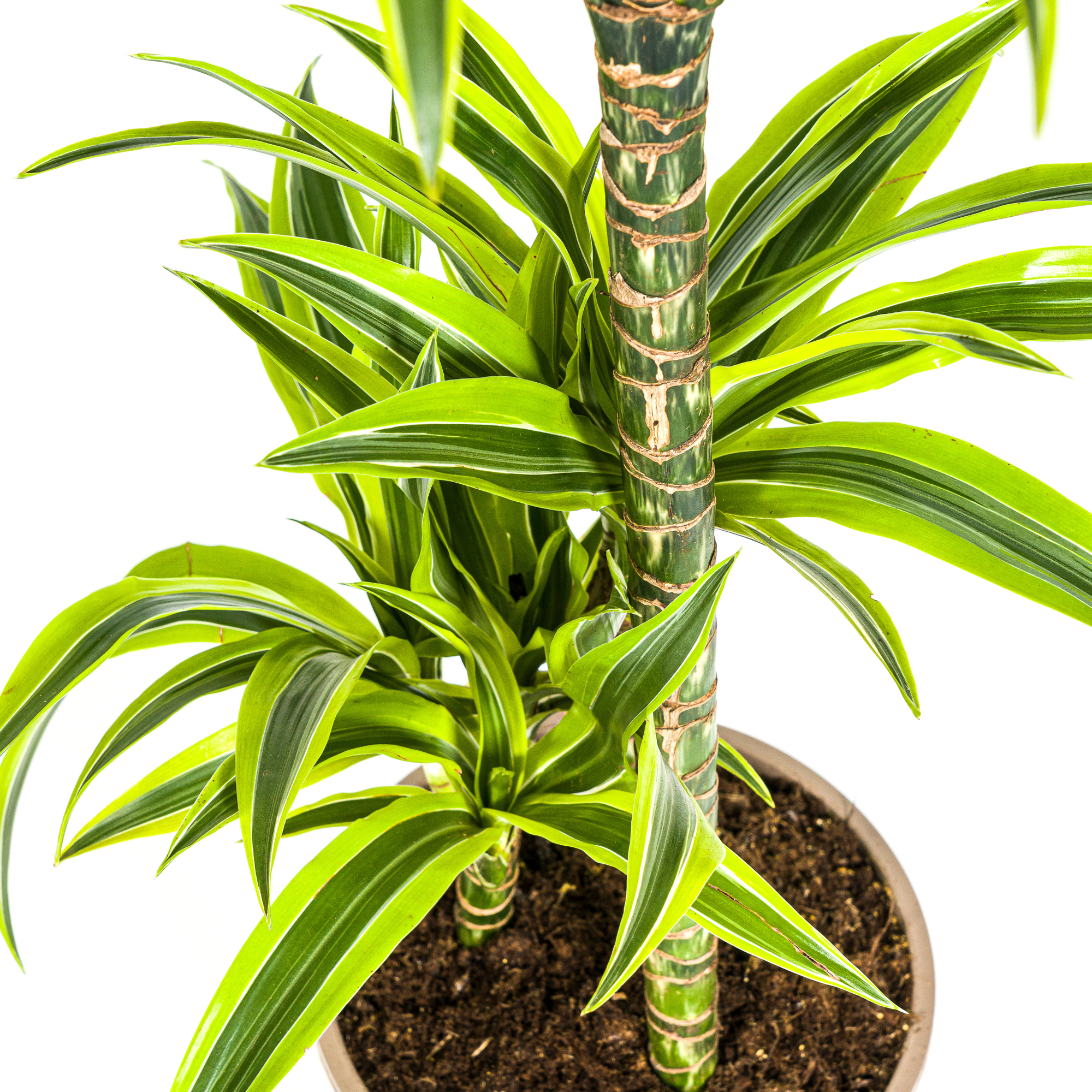 Dracaena Deremensis Lemon Lime met mand Ø21cm - ↕90 - 110cm