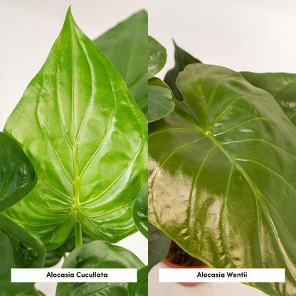 Alocasia Cucullata - Ø19cm - ↕60cm + Alocasia Wentii - Ø19cm - ↕60cm + Korb Selin