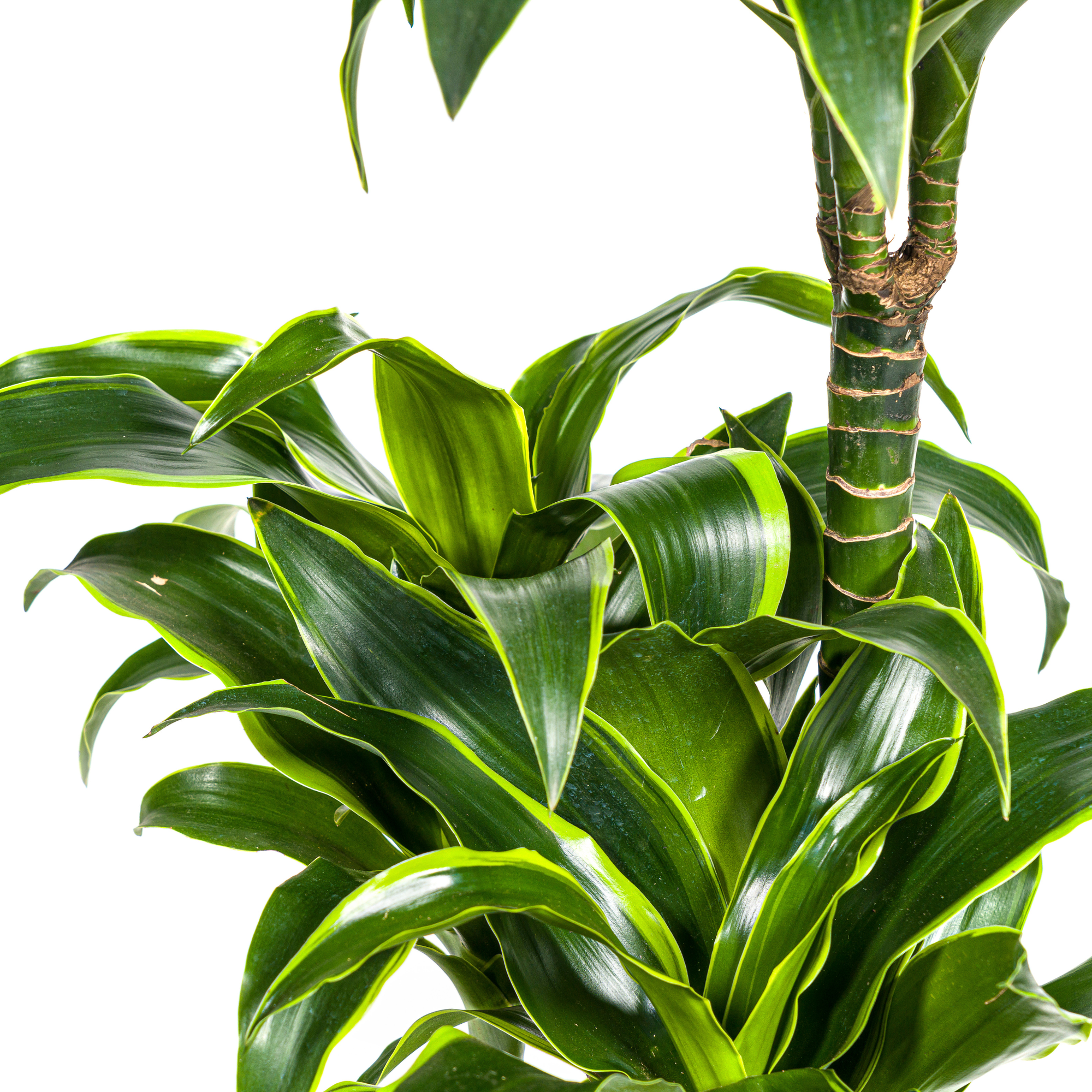Dracaena Deremensis Dorado met mand Ø21cm - ↕100 - 120cm