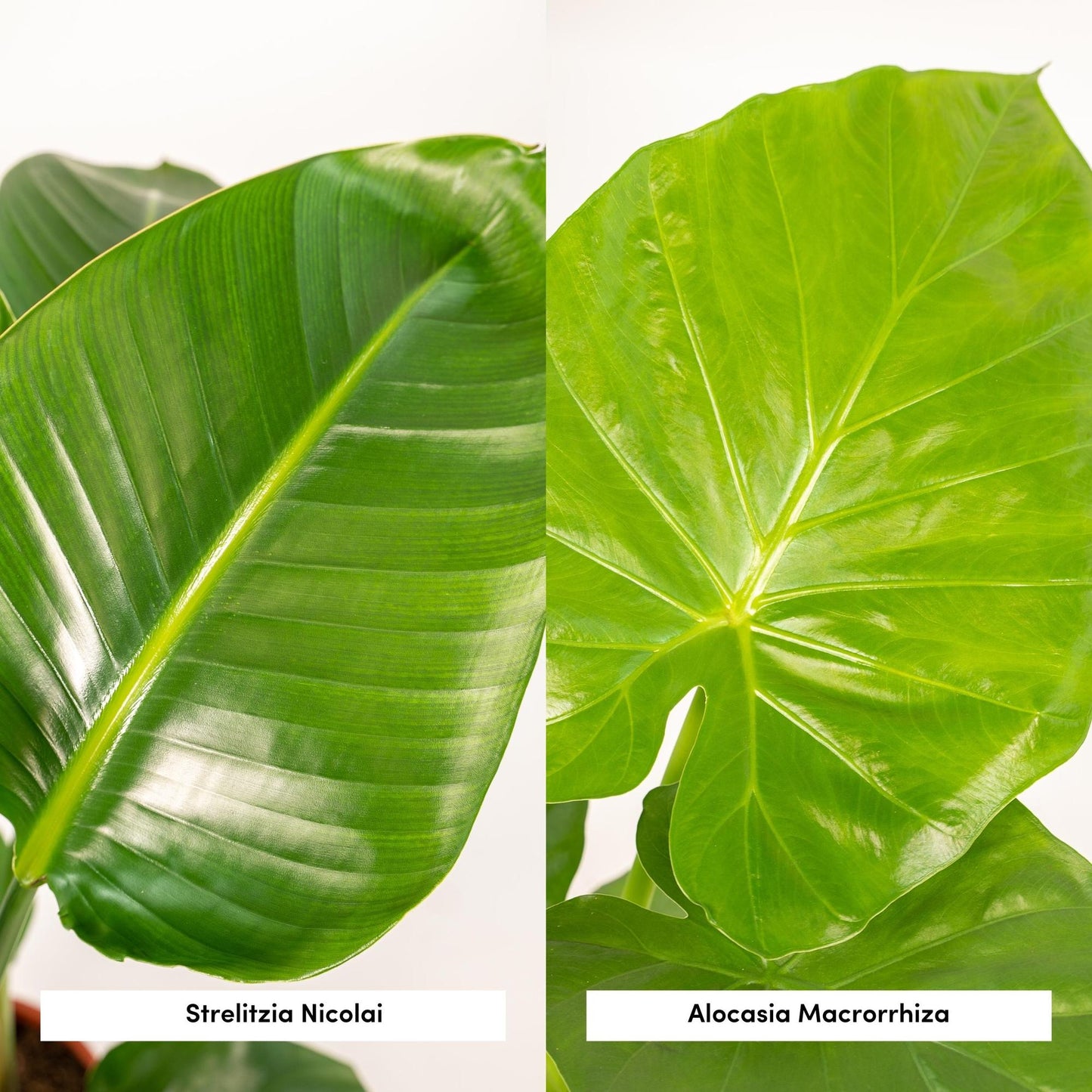 Strelitzia Nicolai - Ø19cm - ↕85cm + Alocasia Macrorrhiza - Ø19cm - ↕70cm + Korb Selin