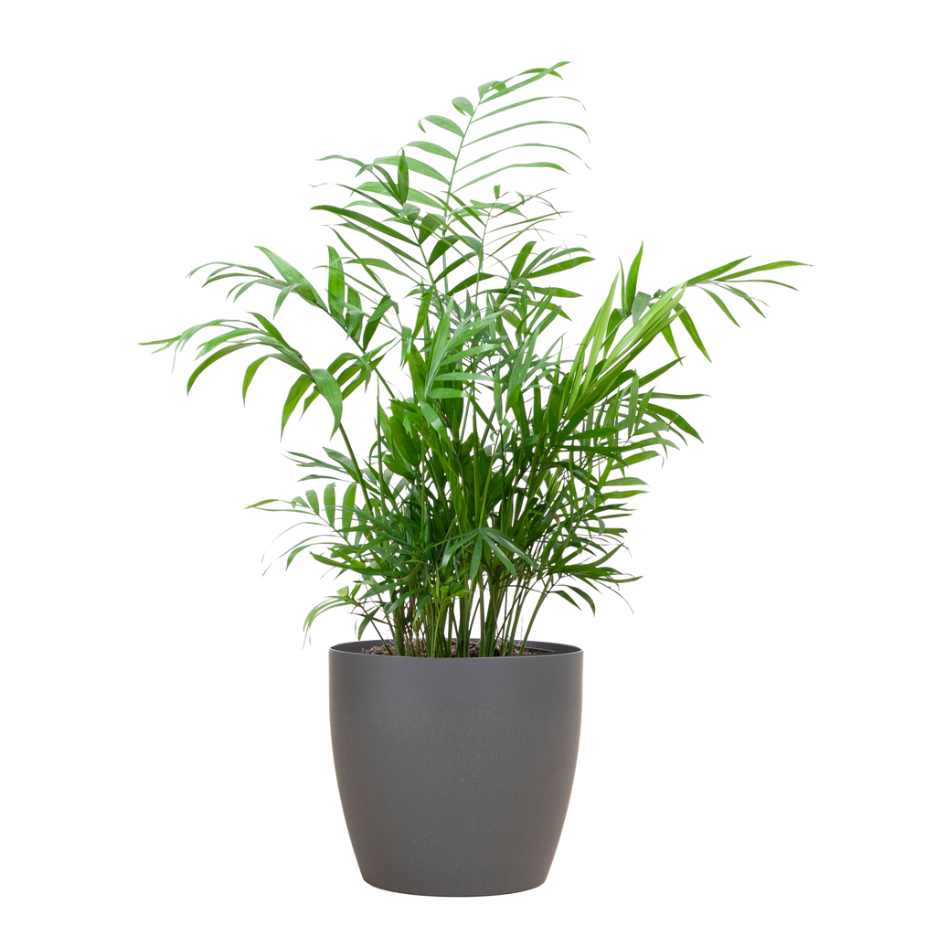 Chamadorea Elegans met Viber grijs - 55cm - Ø17