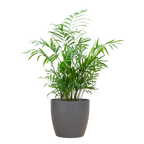 Chamadorea Elegans met Viber grijs - 55cm - Ø17