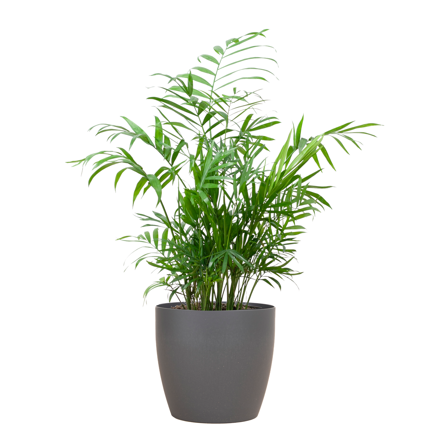 Chamadorea Elegans met Viber grijs - 55cm - Ø17