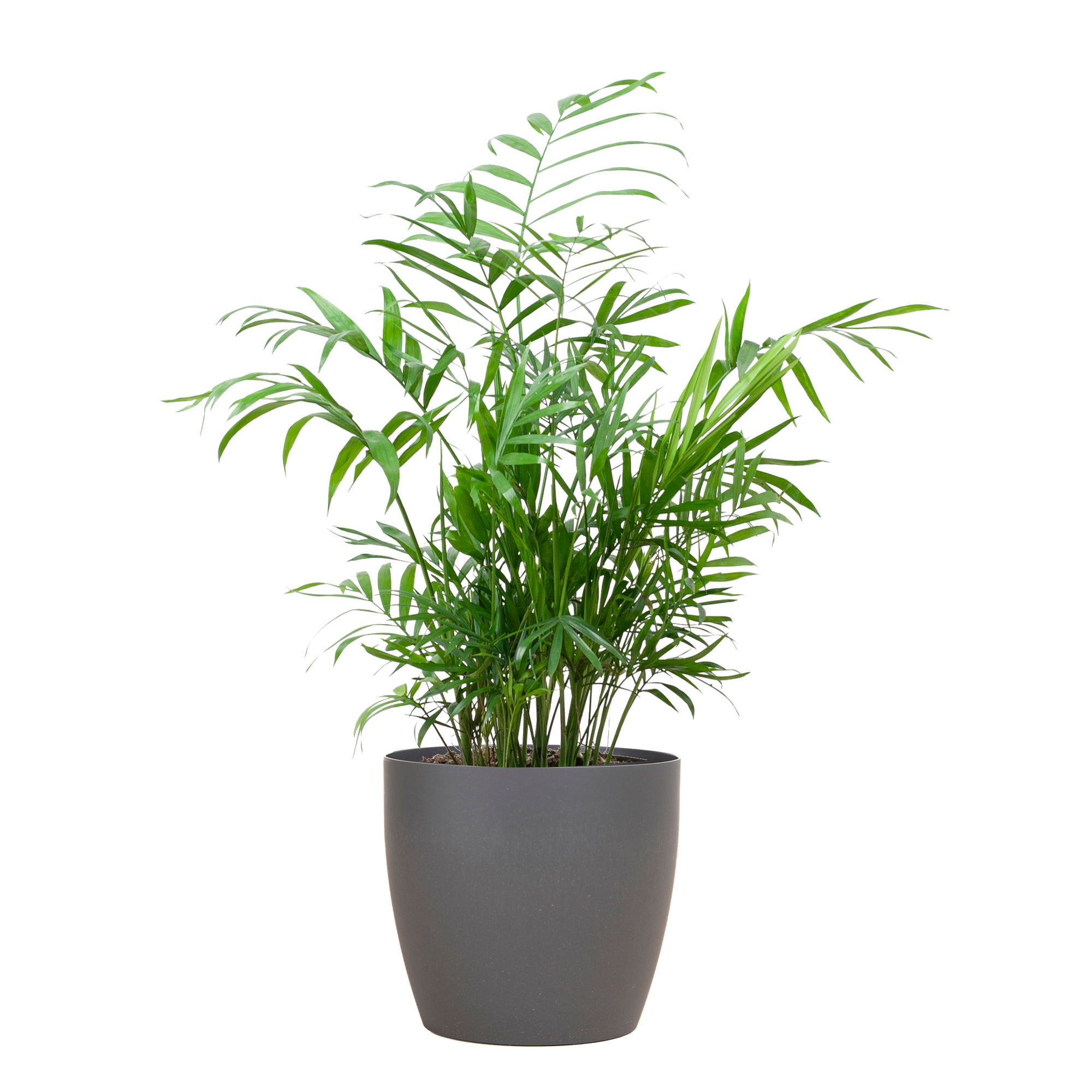 Chamadorea Elegans met Viber grijs - 55cm - Ø17