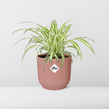 Chlorophytum Comosum Variegatum in ELHO Vibes Fold 14cm rosa