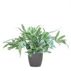 Phlebodium Aureum 'Blue Star' mit Viber-Grau – 40 cm – Ø17