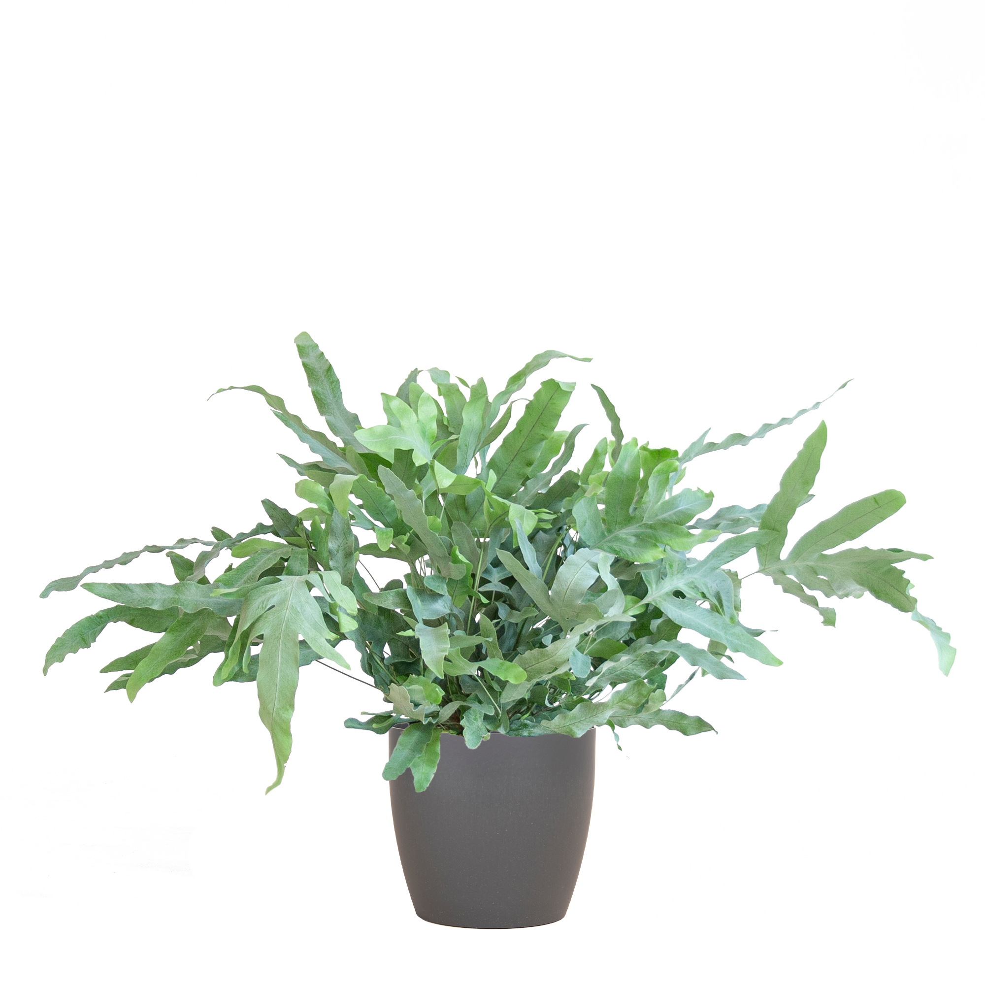 Phlebodium Aureum 'Blue Star' met Viber grijs - 40cm - Ø17