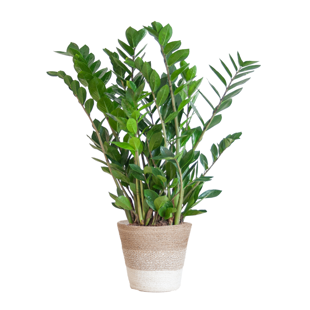 Zamioculcas Zamiifolia met Mand Lissabon wit  - 80cm - Ø21