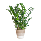 Zamioculcas Zamiifolia met Mand Lissabon wit  - 80cm - Ø21