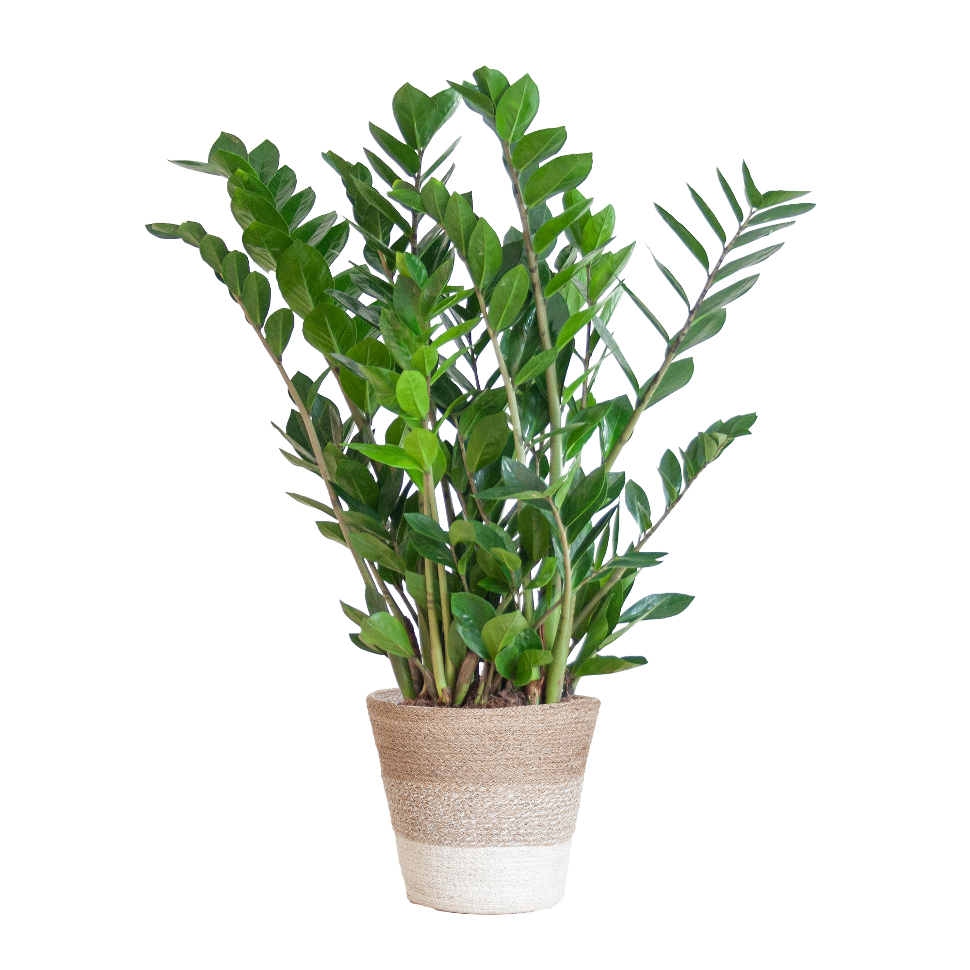 Zamioculcas Zamiifolia met Mand Lissabon wit  - 80cm - Ø21