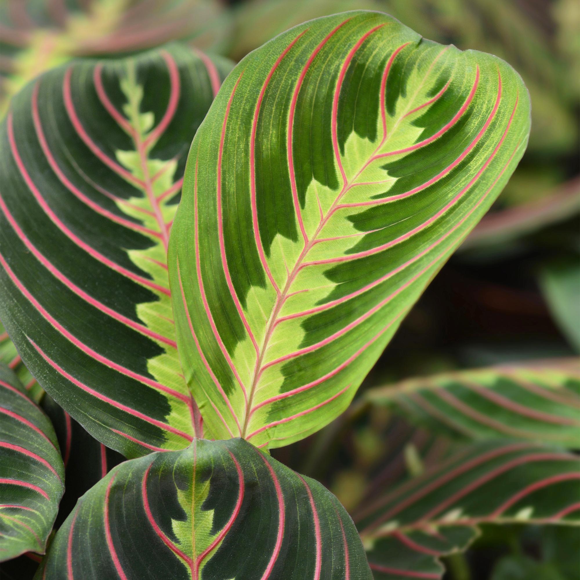 Green boutiQ - Kamerplant - Maranta Fascinator Tricolour - Gebedsplant - Huisdiervriendelijke Plant - Groen - 1 Plant - met Potter Wit - Pot 12cm - Hoogte 25cm