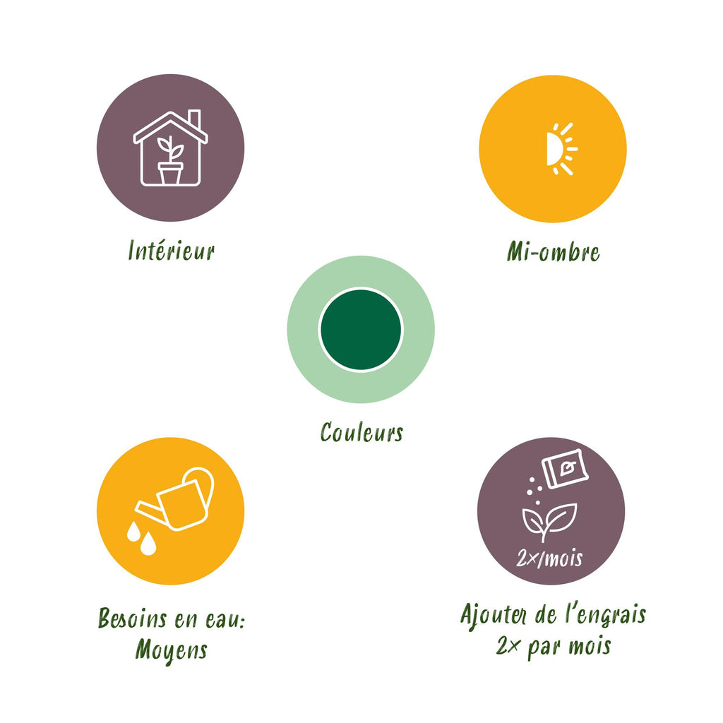 Green BoutiQ - Kamerplanten - Strelitzia Nicolai - Paradijsvogelbloem - Weinig onderhoud - Groen - 1 Plant - met Potter Grijs - Pot 21cm - Hoogte 110-120cm