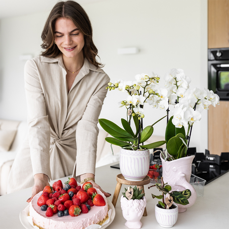 Orchidées Kolibri | Coffret cadeau Granada rose | Plante verte avec orchidée Phalaenopsis rose dans des pots décoratifs Granada sur un plateau rose bio