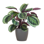 Calathea Medaillon met Viber grijs - 65cm - Ø19