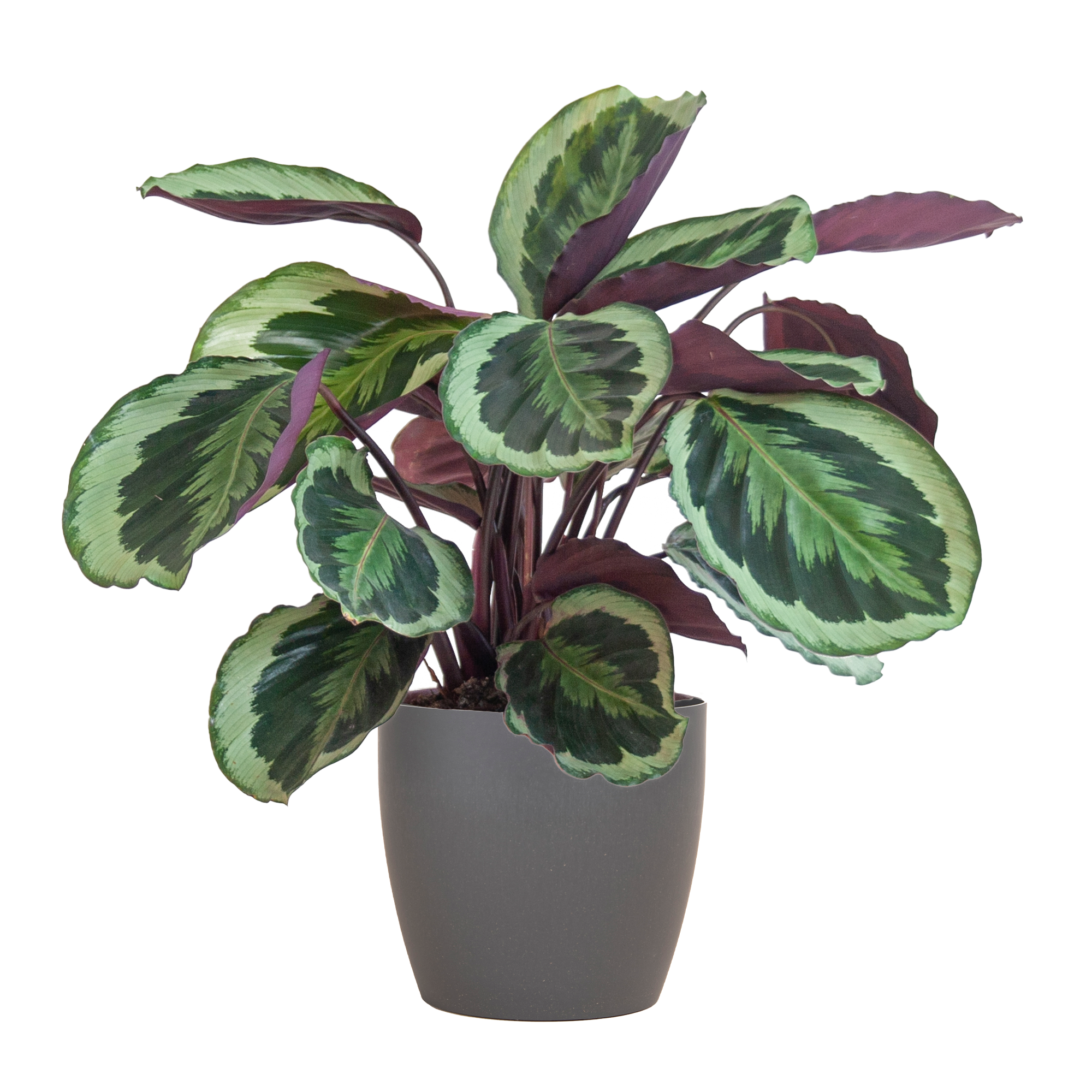 Calathea Medaillon met Viber grijs - 65cm - Ø19