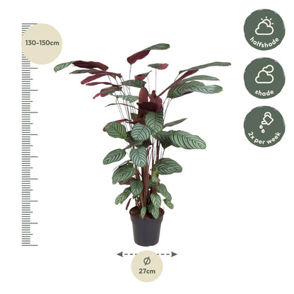 Calathea Oppenheimiana – 130 cm – ø27
