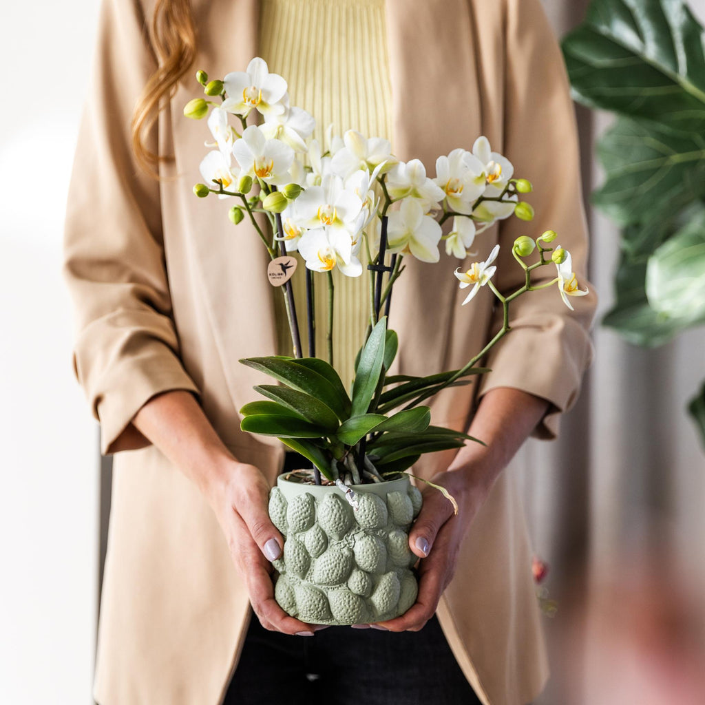 Orchidées Kolibri | Orchidée phalaenopsis blanche, pot de 9 cm de diamètre | Lausanne | Plante d'intérieur fleurie - fraîchement cueillie