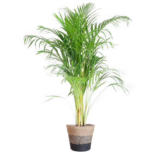 Areca Palm (Dypsis) met Lissabon mand zwart - 100cm - Ø21