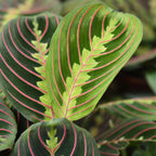 Green boutiQ - Kamerplant - Maranta Fascinator Tricolour - Gebedsplant - Huisdiervriendelijke Plant - Groen - 1 Plant - met Mand - Pot 12cm - Hoogte 25cm