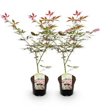 Green boutiQ – Terrassenpflanze – Japanischer Ahorn – Acer palmatum Sumi-nagashi – Rot – 2 Pflanzen – Laubabwerfend – Topf 19 cm, Höhe 70 cm