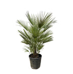Chamaerops Humilis - 150cm- ø30