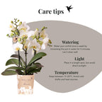 Orchidées Kolibri | Orchidée phalaenopsis blanche, pot de 9 cm de diamètre | Lausanne | Plante d'intérieur fleurie - fraîchement cueillie