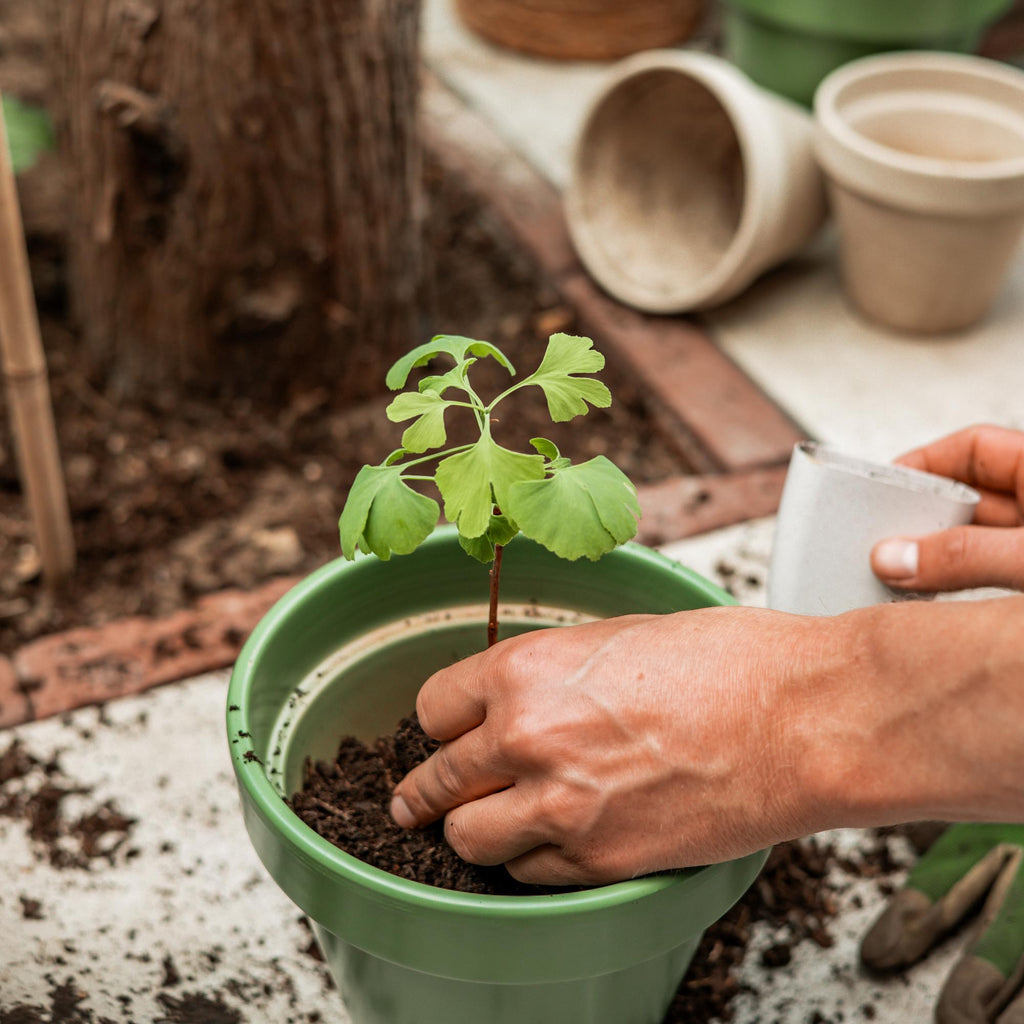 Levensboom - Ginkgo Biloba in brievenbusdoosje met info boekje