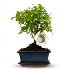 Bonsai Bol vorm Boom - Hoogte: 25-30 cm (mix keramiek)