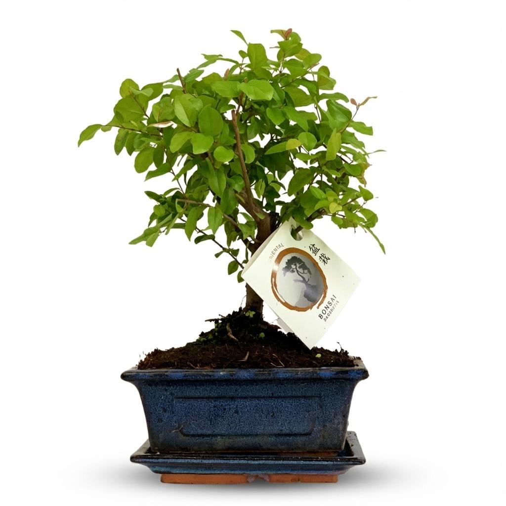 Bonsai Bol vorm Boom - Hoogte: 25-30 cm (mix keramiek)