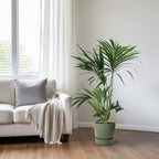 Howea Forsteriana - Ø24cm - ↕130cm