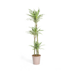 Dracaena Deremensis White Stripe Ø24cm - ↕130 - 150cm