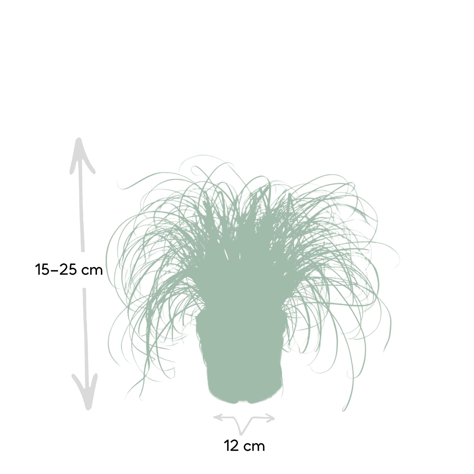 Cyperus Alternifolius - Kattengras - Ø12cm - ↕20cm