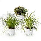 Green boutiQ - Kamerplant - Cyperus - Calissia - Chlorophytum - Mix van 3 - Huisdiervriendelijke Planten - Groen - 3 Planten - met Potter Wit - Pot 12cm - Hoogte 20cm