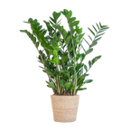 Zamioculcas Zamiifolia met Sofia mand naturel  - 80cm - Ø21