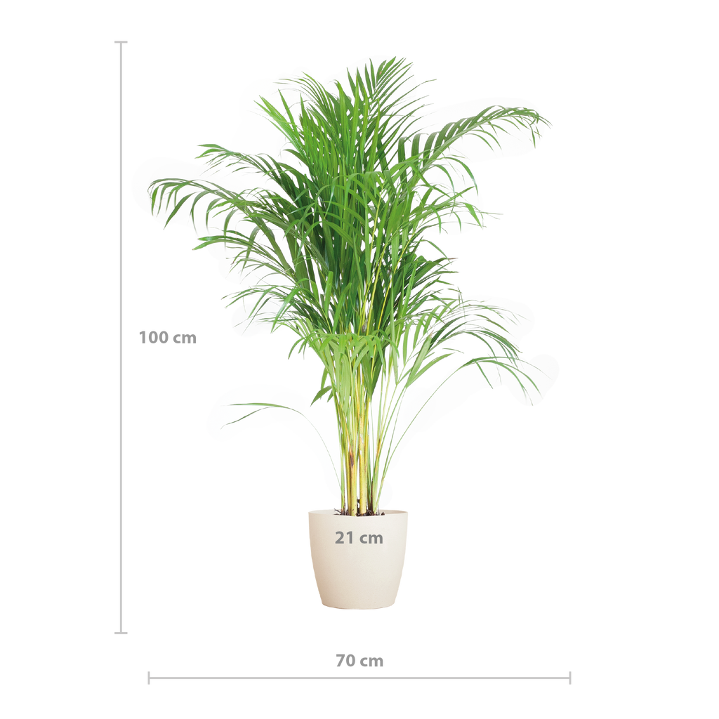 Areca Palm (Dypsis) met Viber wit - 100cm - Ø21